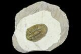 Spiny Scabriscutellum Trilobite - Rare Type #108752-5